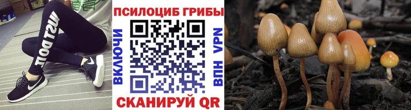 даркнет сайт  Сельцо  Галлюциногенные грибы Psilocybe 